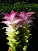 /album/nos-ingredients-naturels1/imagescacnl0g8-jpg/
