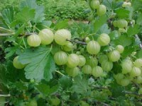 /album/nos-ingredients-naturels1/a321242-f520-300x225-jpg/