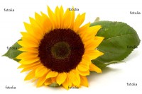 /album/nos-ingredients-naturels1/a400-f-139563-sr6ly0f6lyvwk3q9xpr9ofyvwjxym5-jpg/